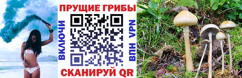 Псилоцибиновые грибы Psilocybe  Гай 